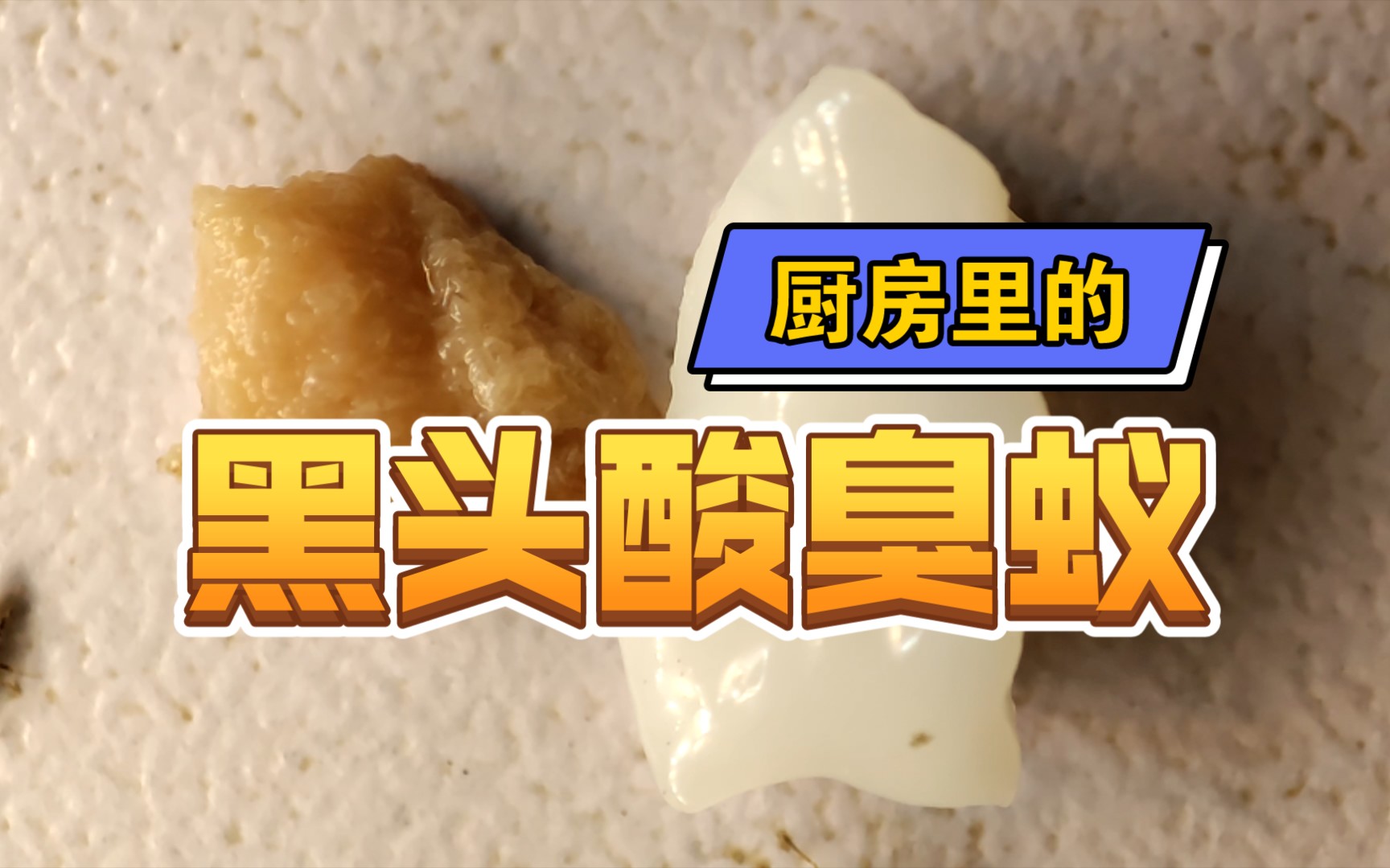 【微距延时摄影】厨房的黑头酸臭蚁