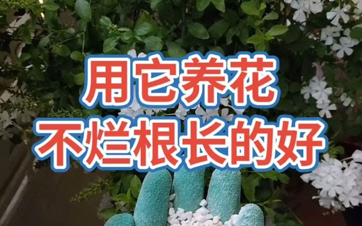 珍珠岩养花的好处你知道吗哔哩哔哩bilibili