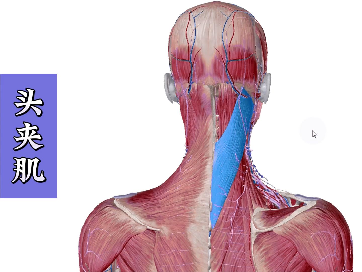 头夹肌和颈夹肌图片