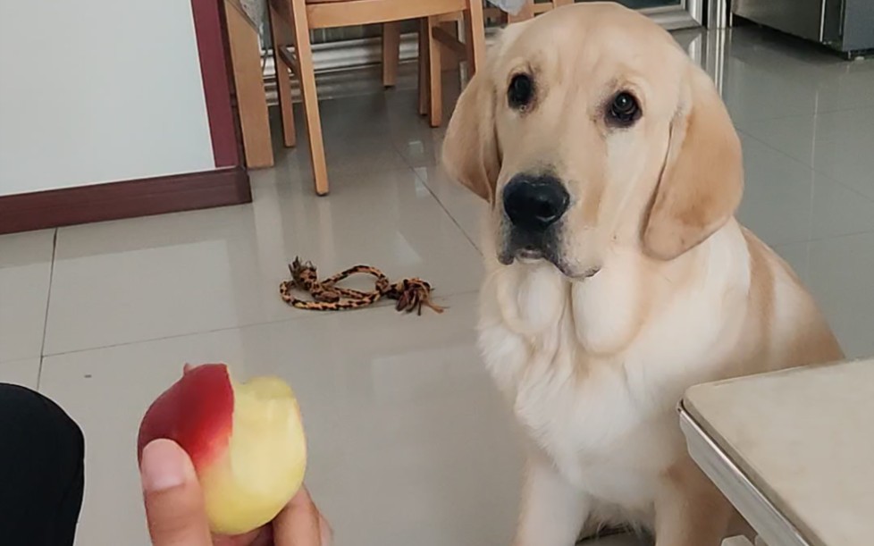 过来跟我一起吃桃子,你一口,我一口