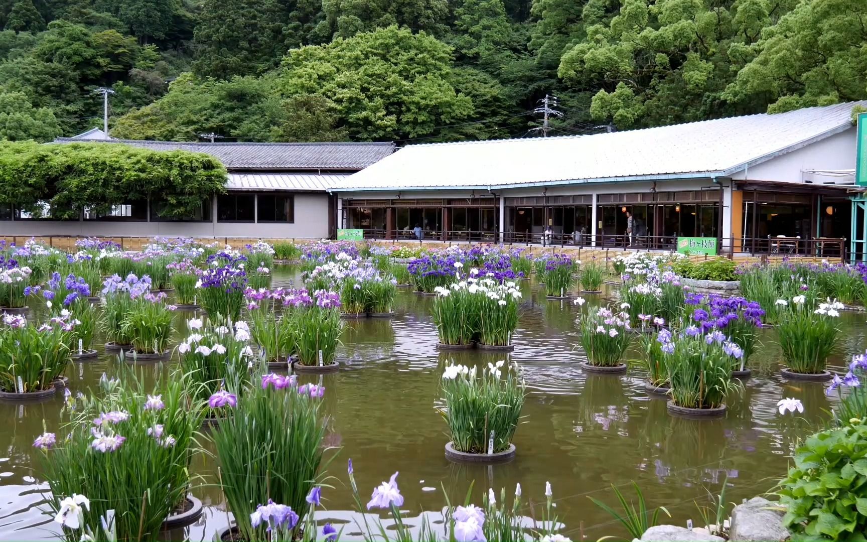 日本鸢尾花园哔哩哔哩bilibili