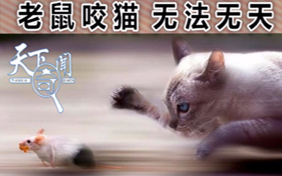 老鼠咬猫,疼得猫咪嗷嗷乱叫,无语!哔哩哔哩bilibili