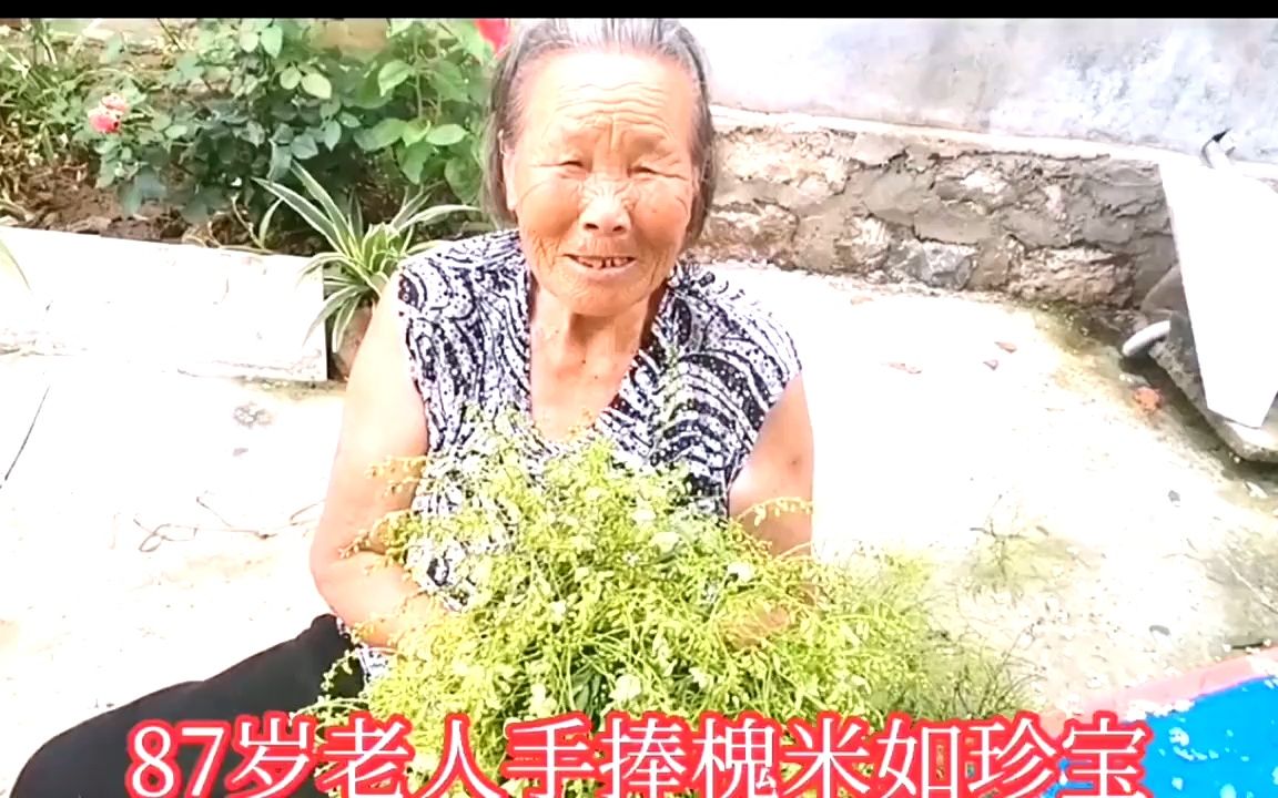 用老人家几十年炒国槐米茶方法就是好!槐米茶金黄金黄口味纯香!哔哩哔哩bilibili