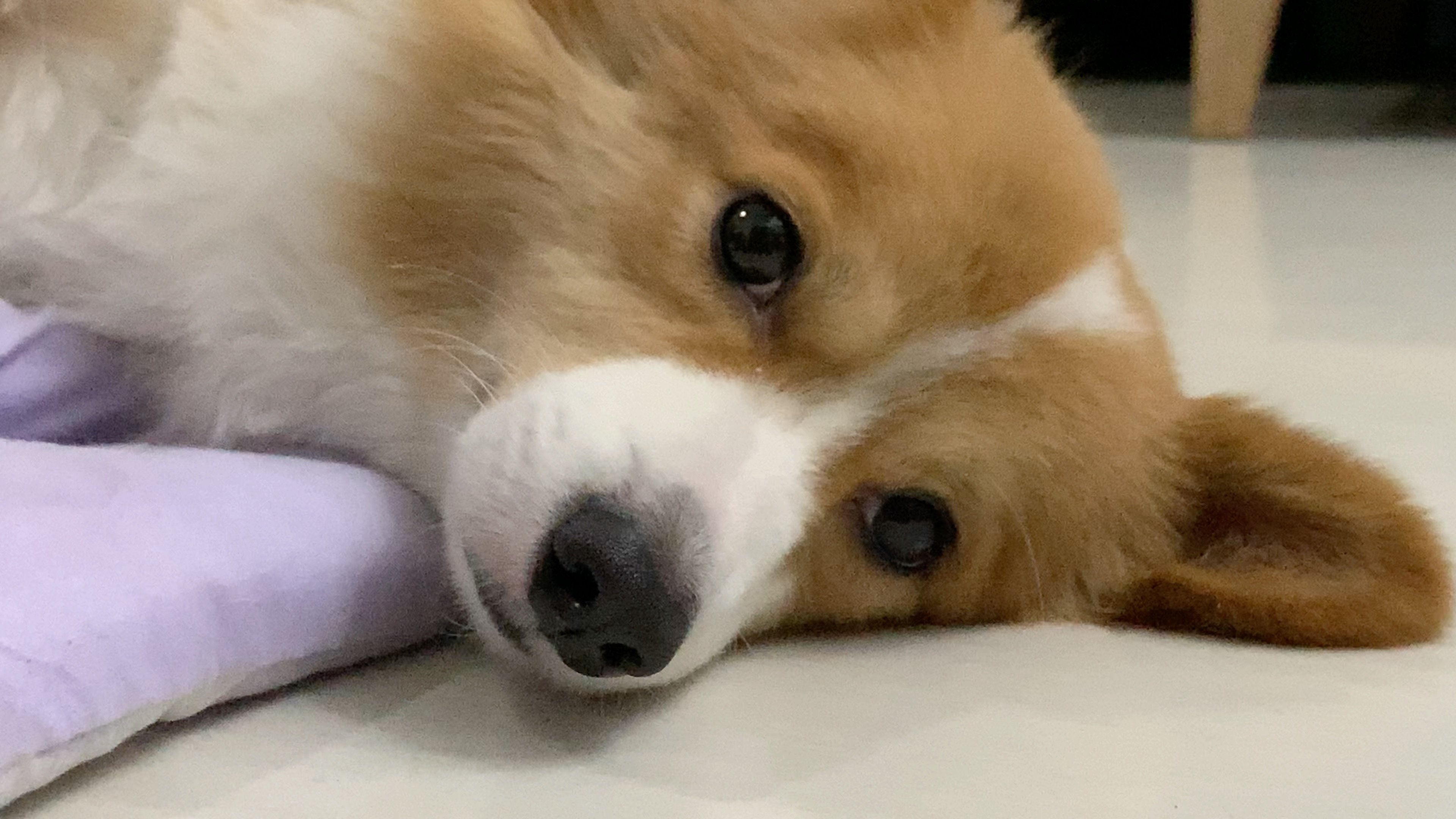 呆滞的柯基眼神