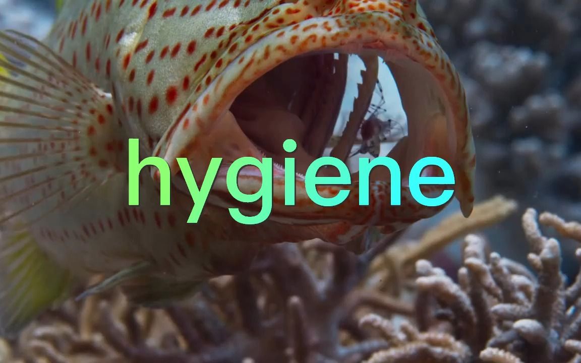 考研单词hygiene哔哩哔哩bilibili