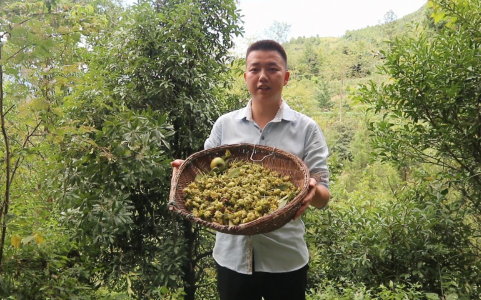 野生八角大丰收硕果累累阿松十五分钟摘一篮