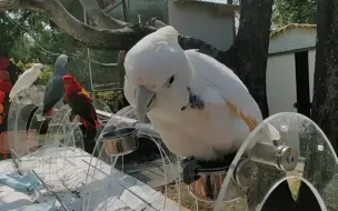 Скачать видео: 逛鹦鹉农场（二）小葵让摸 葵好