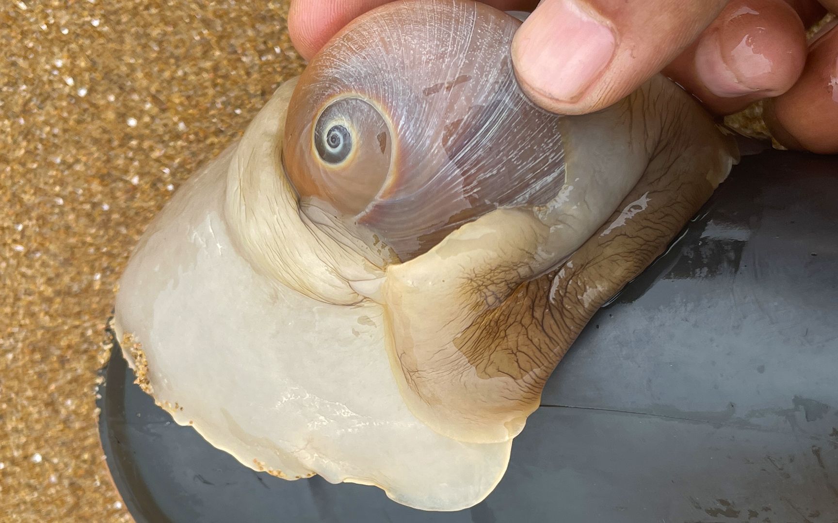 大海退潮后,大齐赶海发现鞋有一点脏了,抓一只肥猫眼螺刷一下哔哩哔哩bilibili