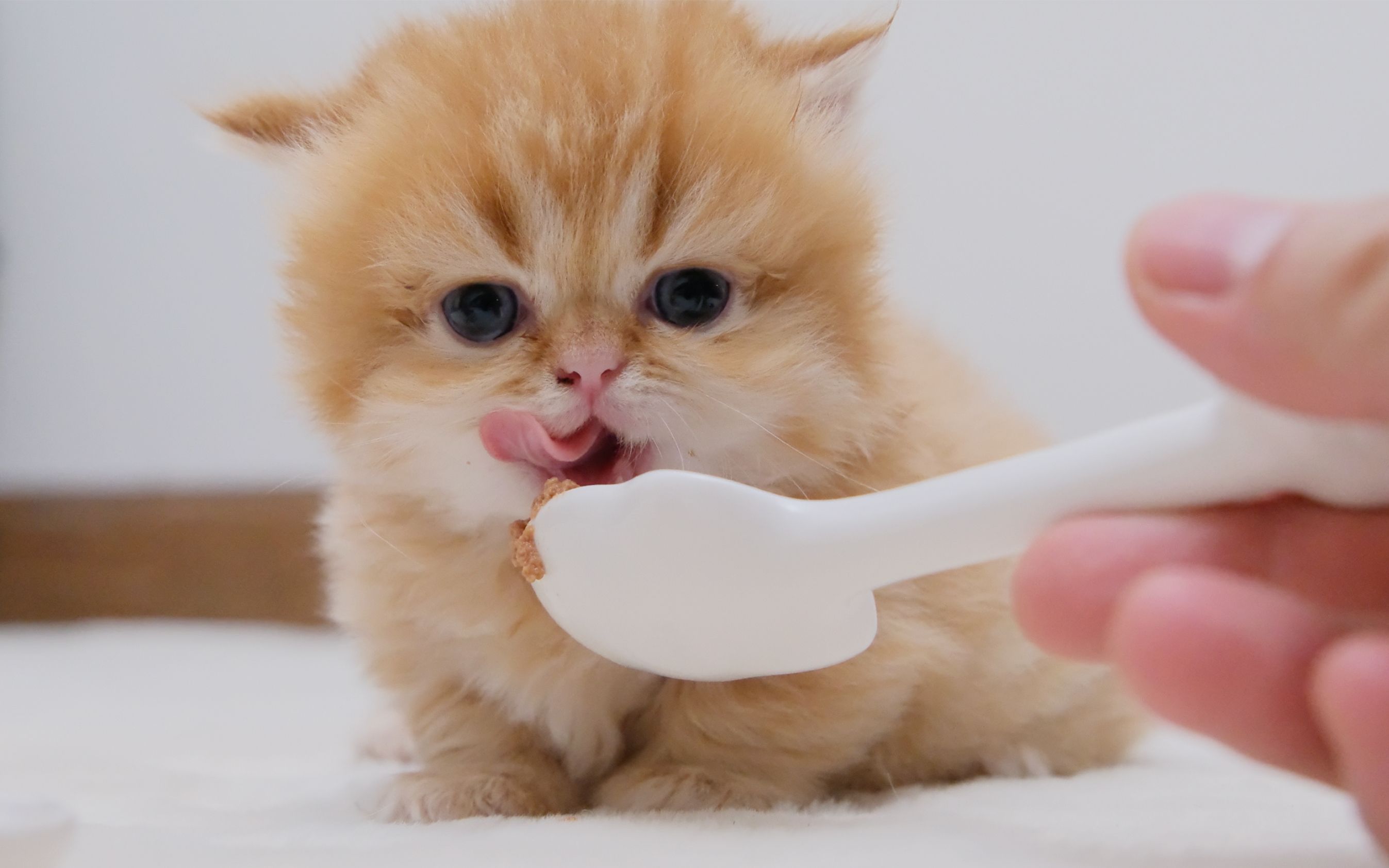 教刚满月的小奶猫吃罐罐,结果吃太撑都爬不回窝了