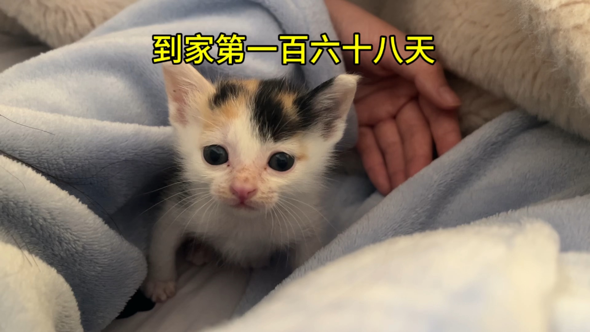 我的猫天天都欠嗖嗖的哔哩哔哩bilibili