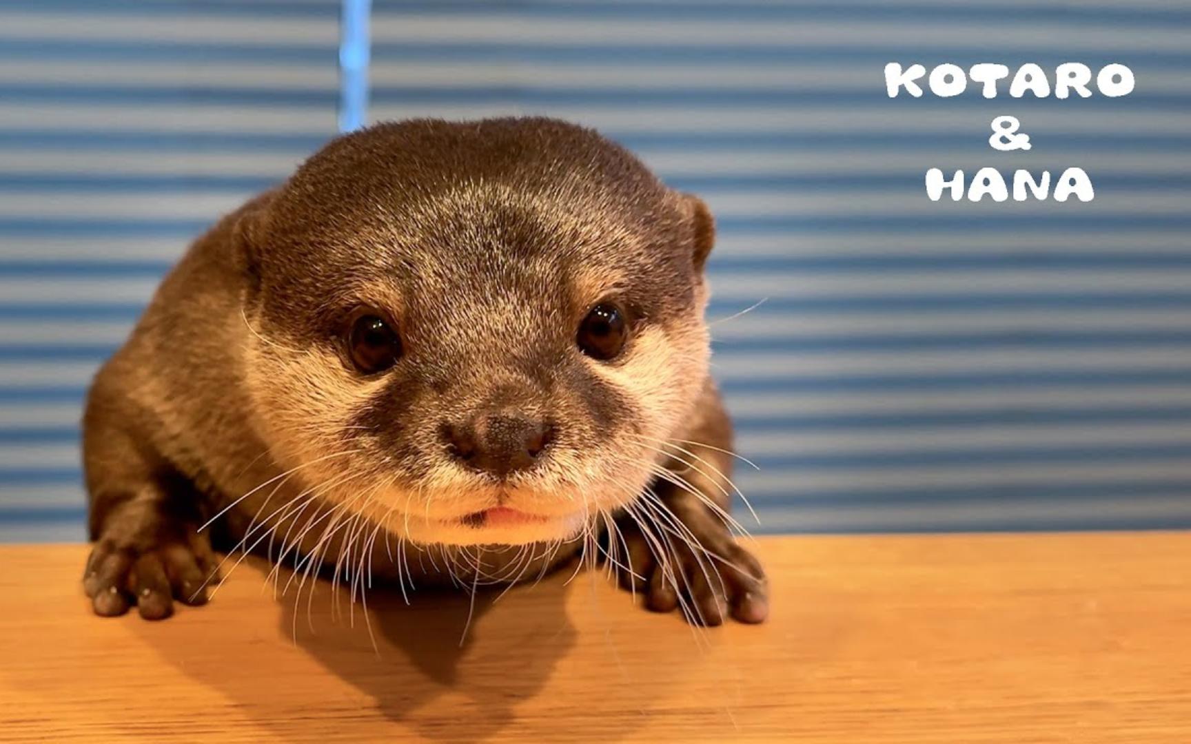 水獭发出世界上最可爱的吃东西的声音|轻松一刻