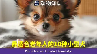 Download Video: 最适合老年人的10种小型犬