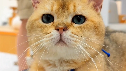 rapper猫咪哈皮正式出道