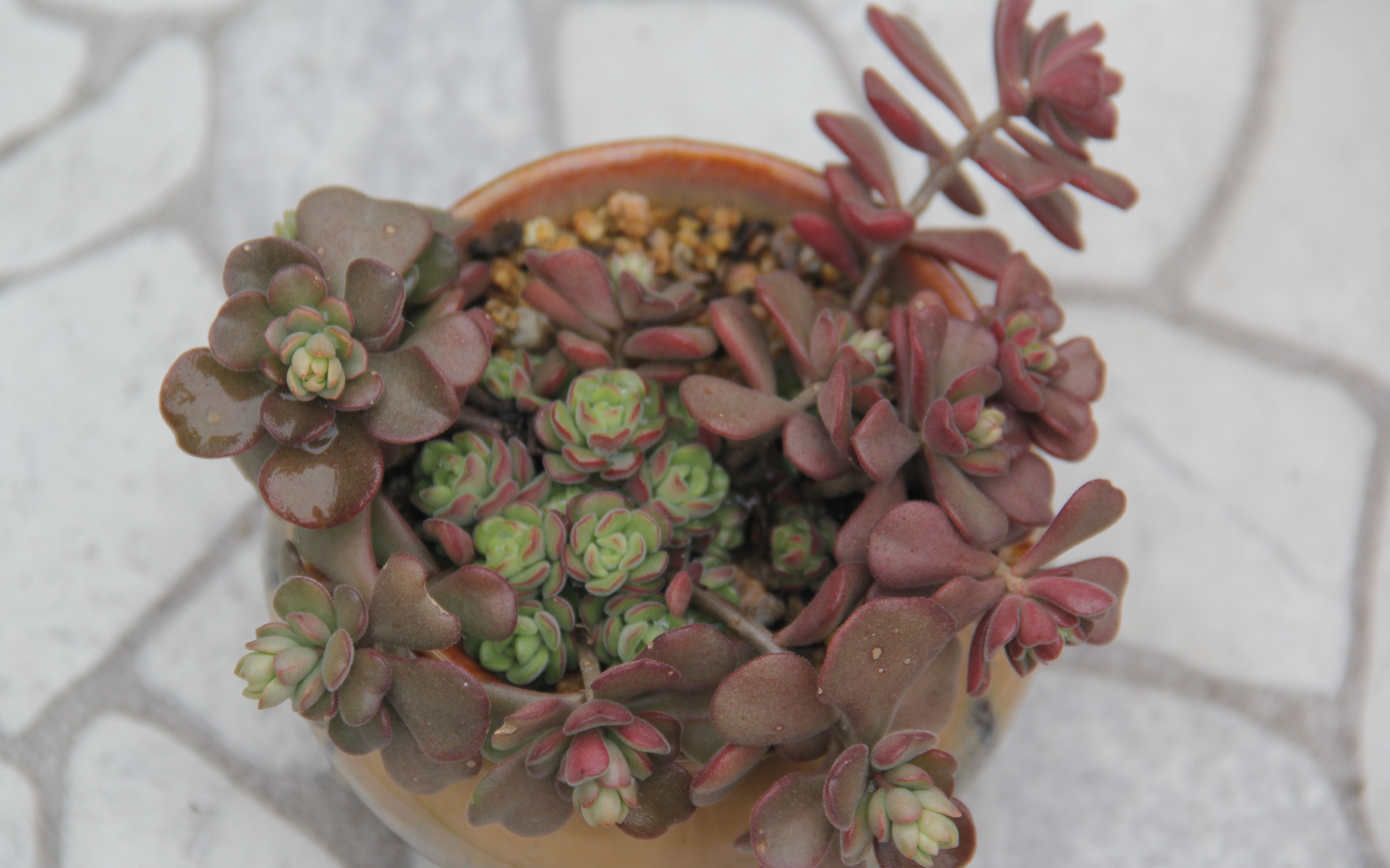 大猫多肉薄毛万年草春之奇迹