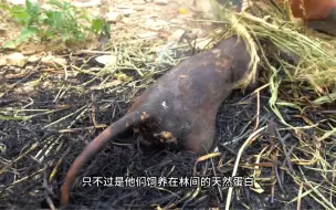 Download Video: 点上一只黑猫，就能感受极致醇厚的猫红跟鲜香的猫肉，简易的制作却散发出如洪流般的滋味