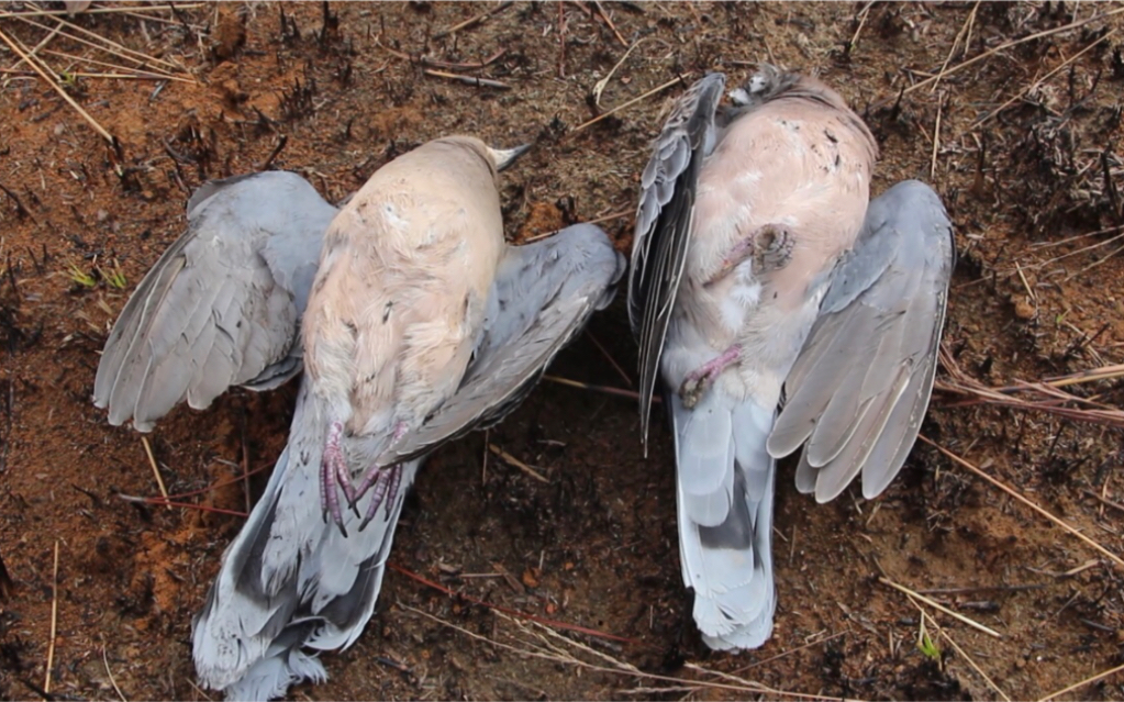 大面积的斑鸠死亡,到底是什么原因,太可惜了