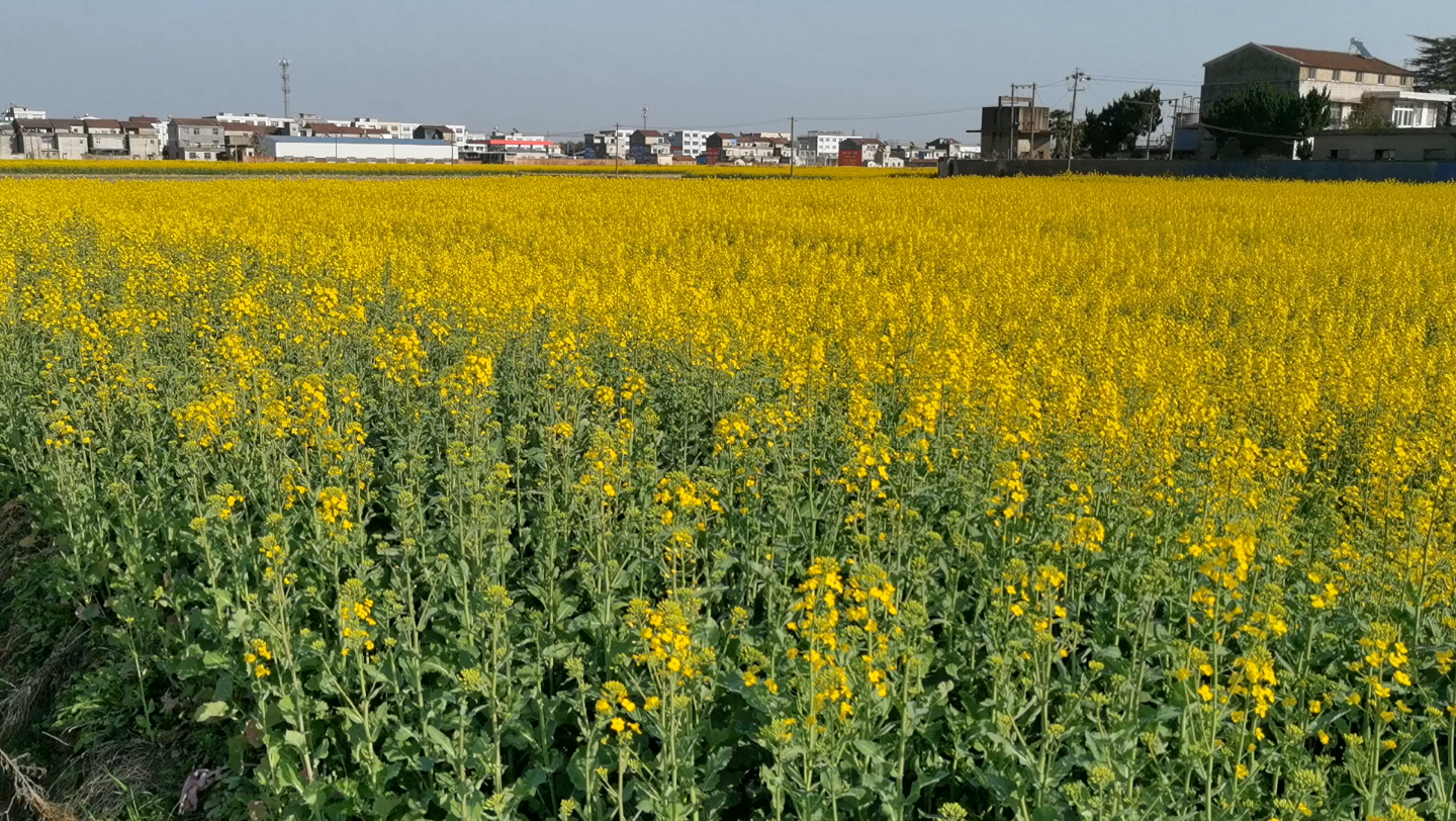 [图]田野里油菜花盛开