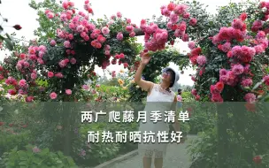 Tải video: 【海妈植物推荐】两广爬藤月季清单 耐热耐晒抗性好