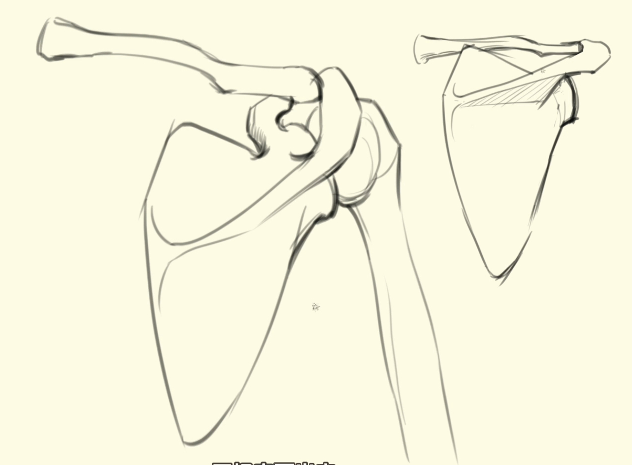 肩胛骨|重要性与位置概述,它的功能及形态对绘画与解剖学习都有关键意义.哔哩哔哩bilibili