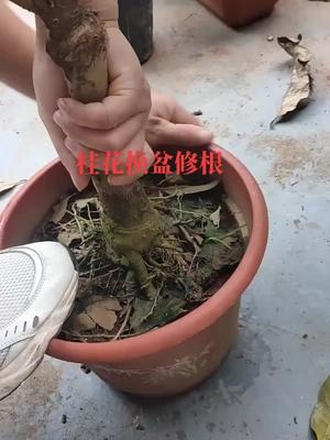 [图]桂花换盆修根