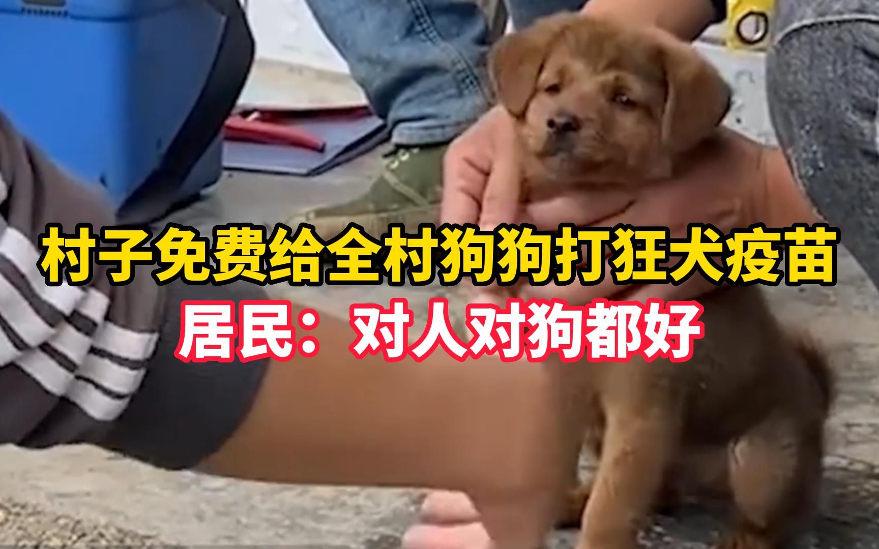 村子免费给全村狗狗打狂犬疫苗,居民:对人对狗都好哔哩哔哩bilibili