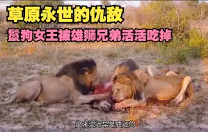 Tải video: 鬣狗女王因咬死雄狮儿子，引来雄狮疯狂报复，最后惨被活活吃掉