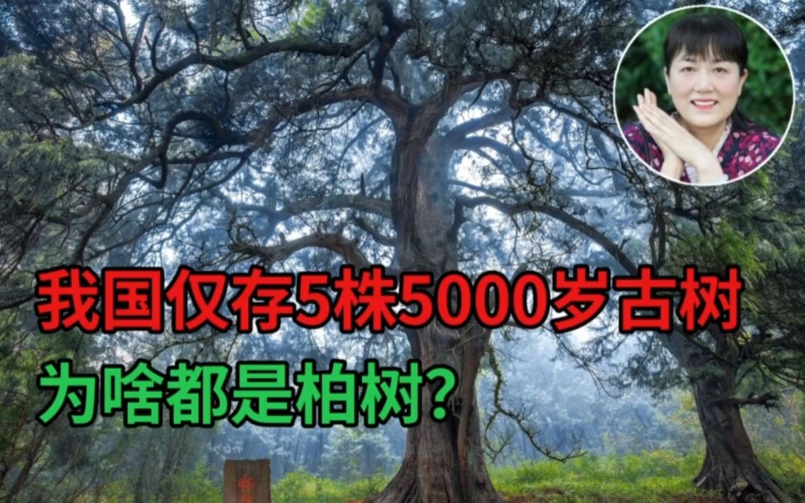 [图]我国仅存5株5000岁古树为啥都是柏树？