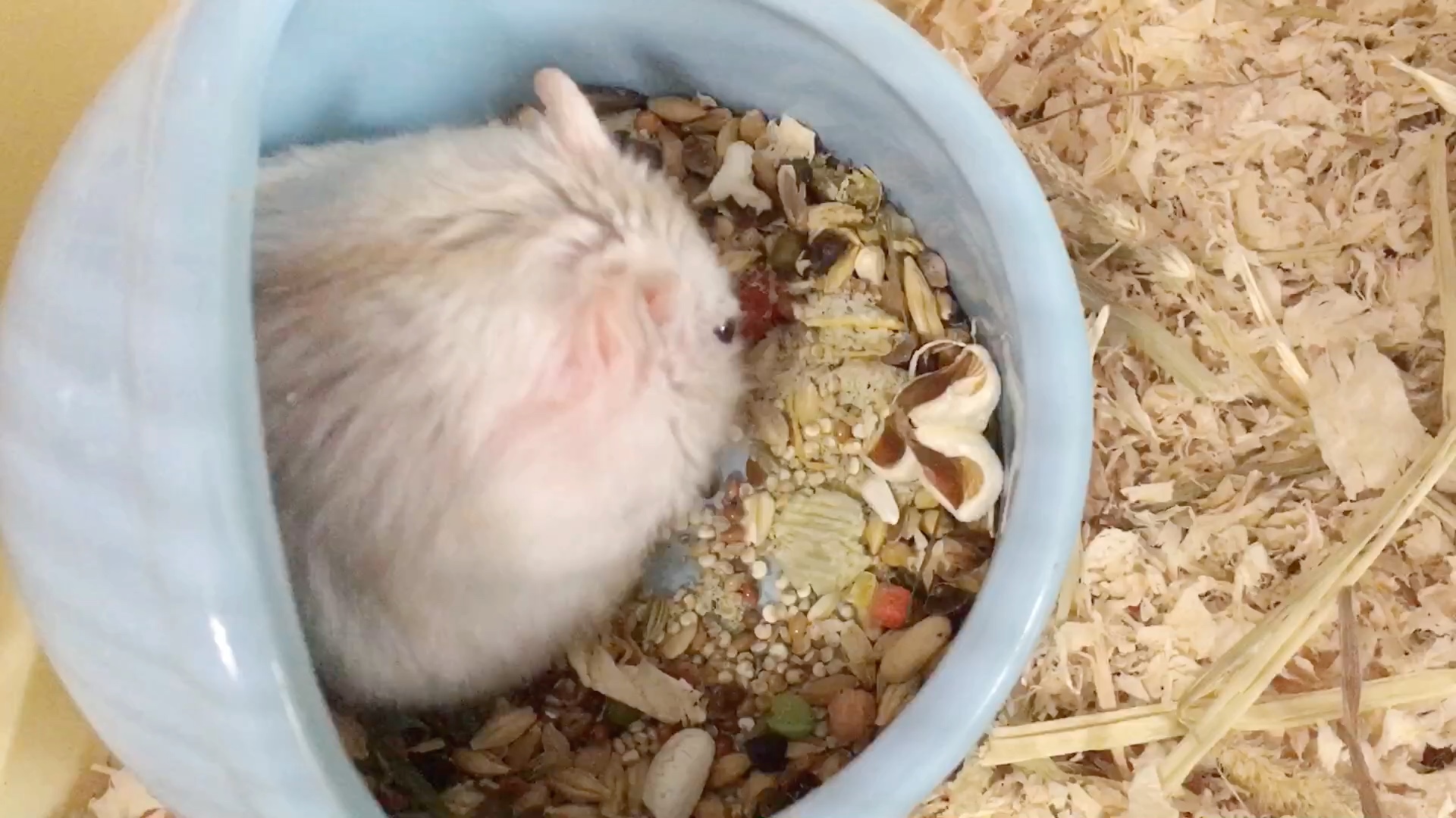 【仓鼠】小五疯狂进食