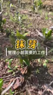 Download Video: 育苗有哪些主要工作为什么要抹芽