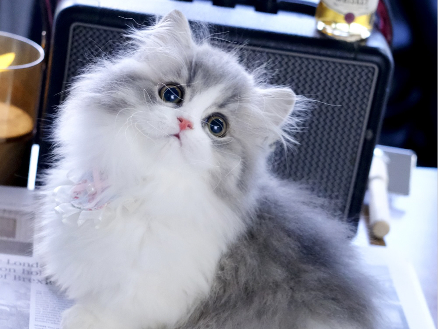 蓝金加白米努特矮脚妹妹开脸满背