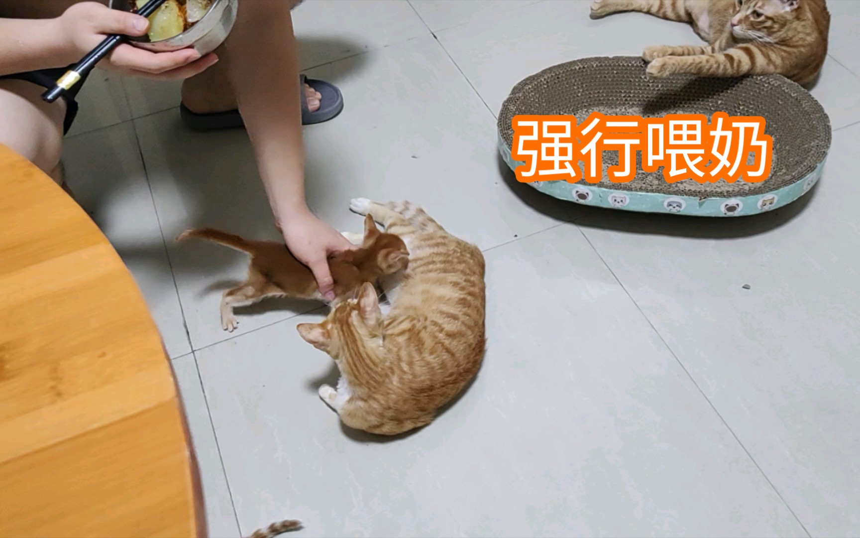 非亲生小猫能喝到猫妈妈的奶吗?哔哩哔哩bilibili