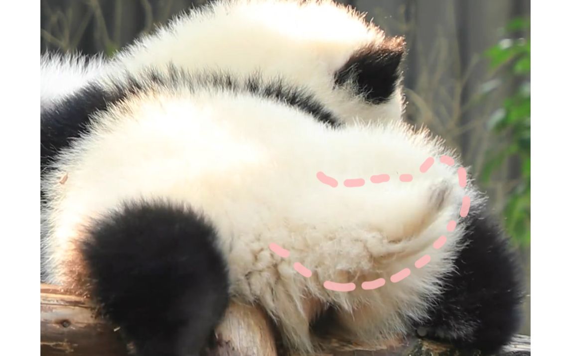 熊猫尾巴的样子图片