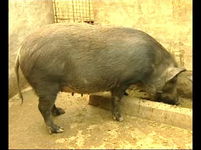 野猪高产养殖技术 野猪养殖大全 养殖的注意事项哔哩哔哩bilibili