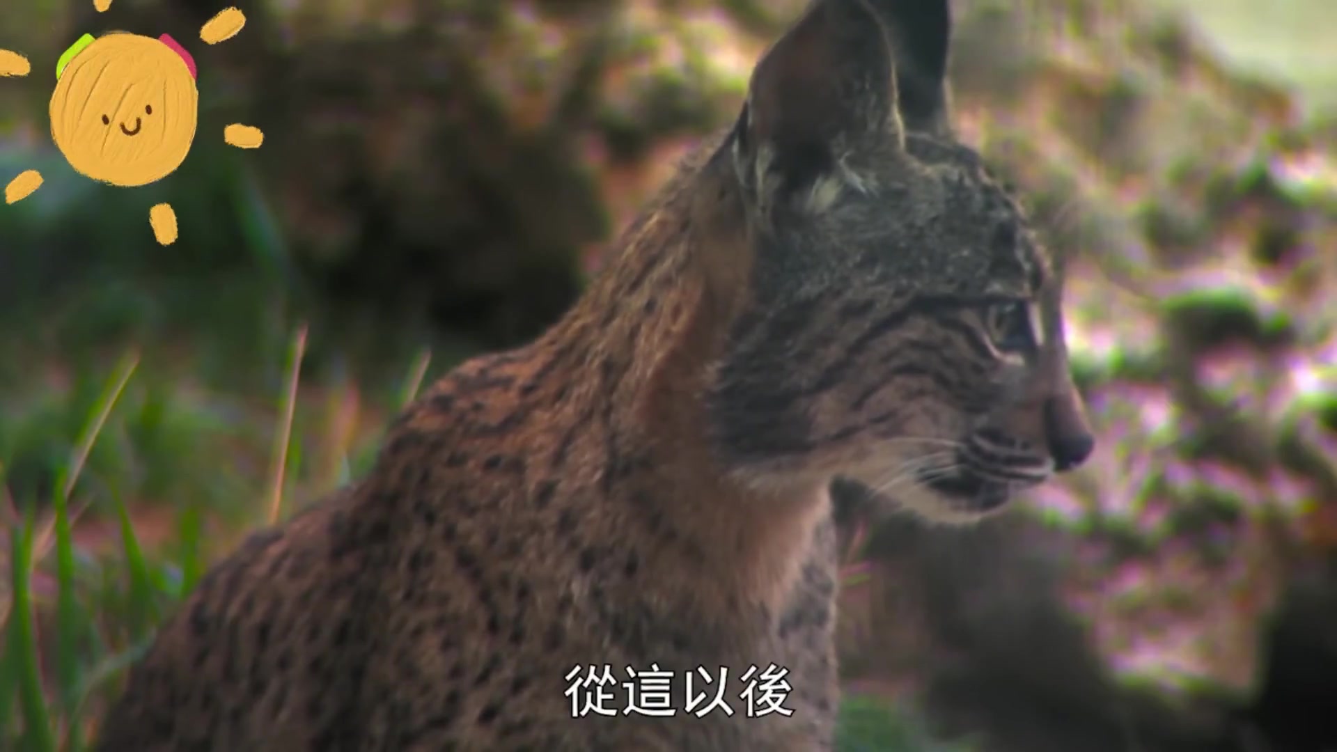 猫妈妈将猞猁喂养长大,分开后再次相遇,小猞猁的举动让人泪崩!
