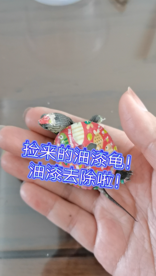 油漆龟除漆方法!捡来的油漆龟!油漆去除啦!哔哩哔哩bilibili