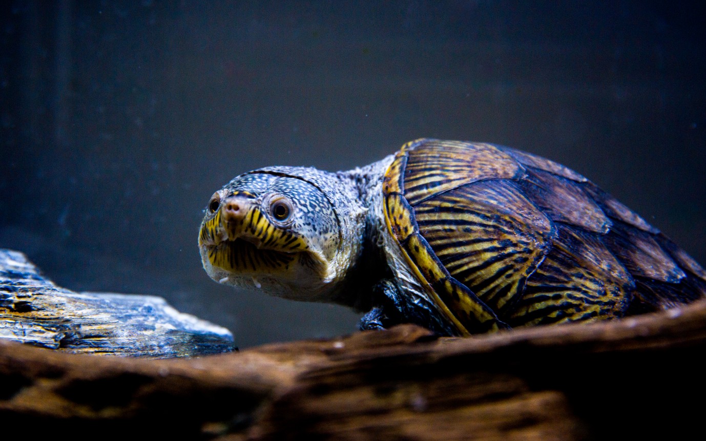 活动作品窄桥蛋龟大桥小桥