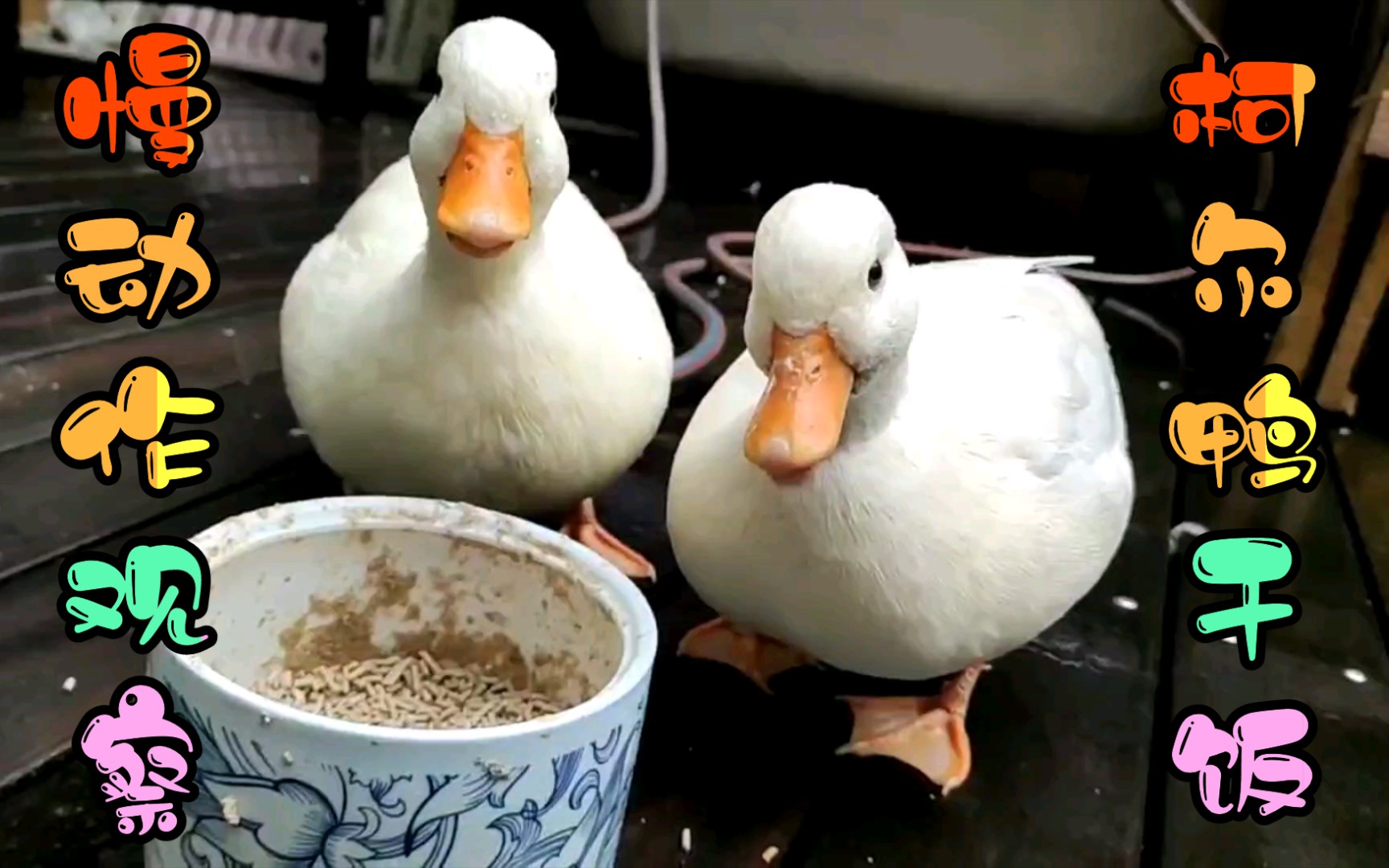 柯尔鸭吃一半撒一半 妈见打