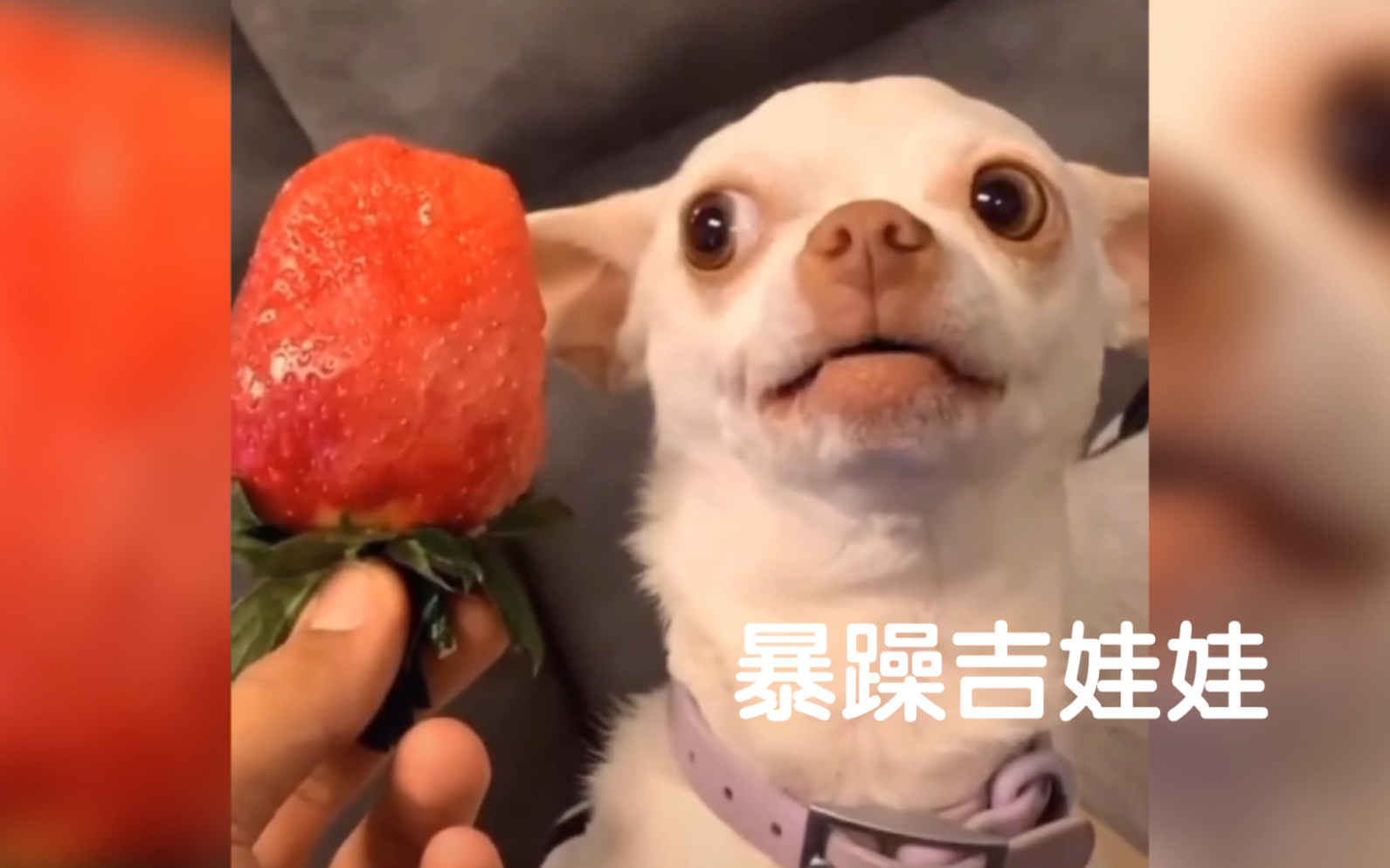 暴躁狗子#暴躁吉娃娃#吉娃娃niki#搞笑狗狗合集