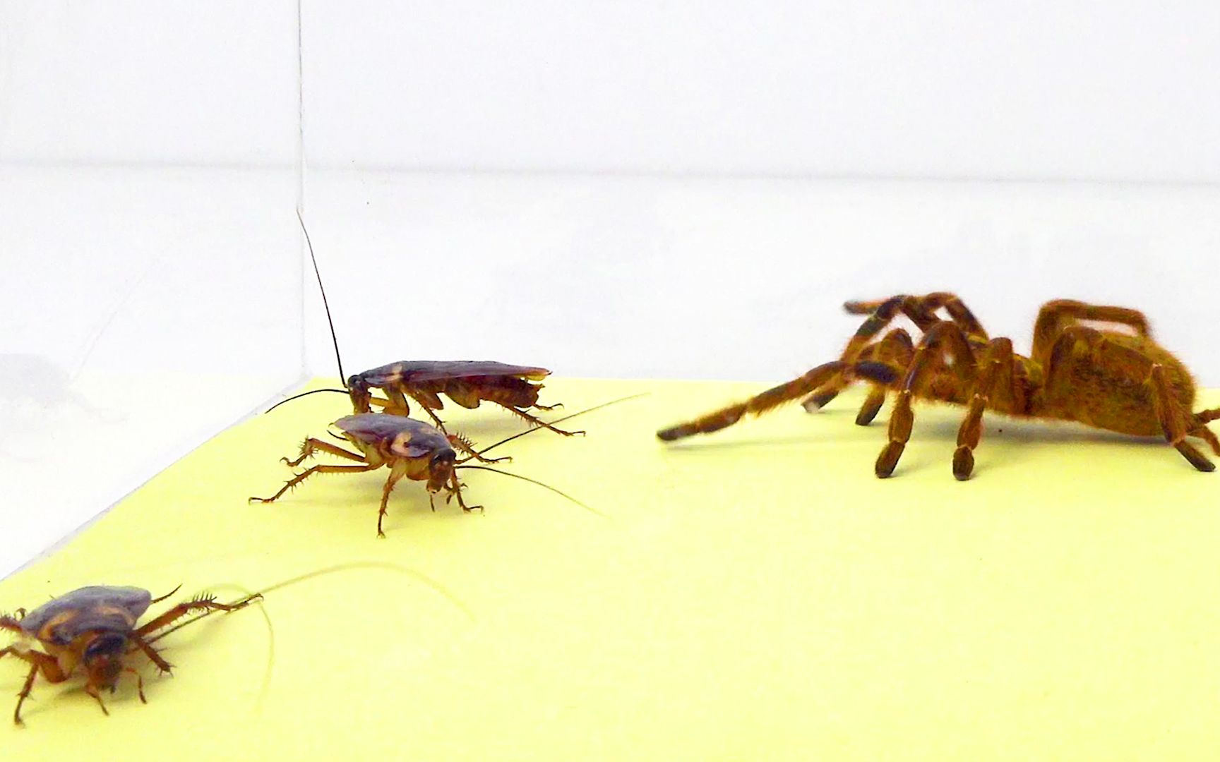 橙巴布蜘蛛看见一堆蟑螂,结果会发生什么