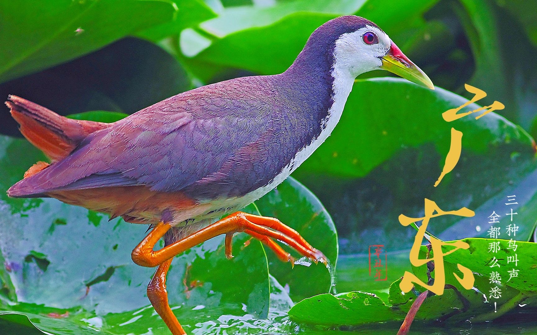 广东常见鸟类30种,这些鸟叫声你肯定很熟悉!