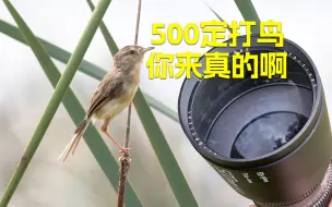 Download Video: 打鸟用户来感受铭匠500定的魅力吧