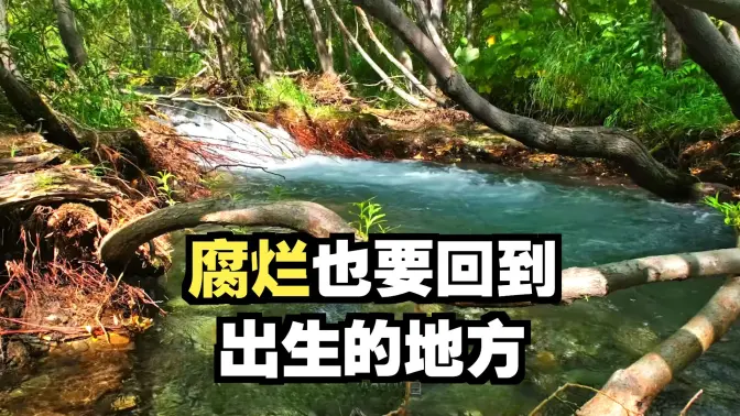 哪怕已经腐烂，仍要回家