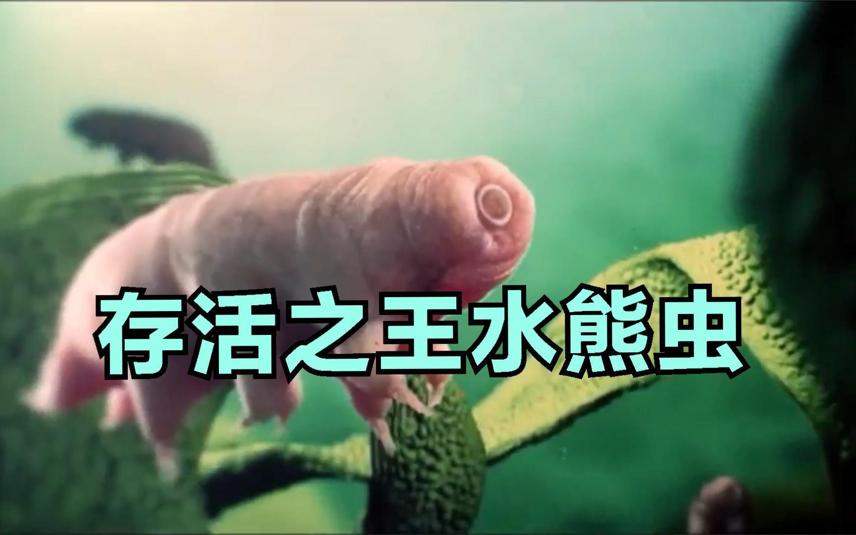 存活之王水熊虫,可以30年不吃不喝?