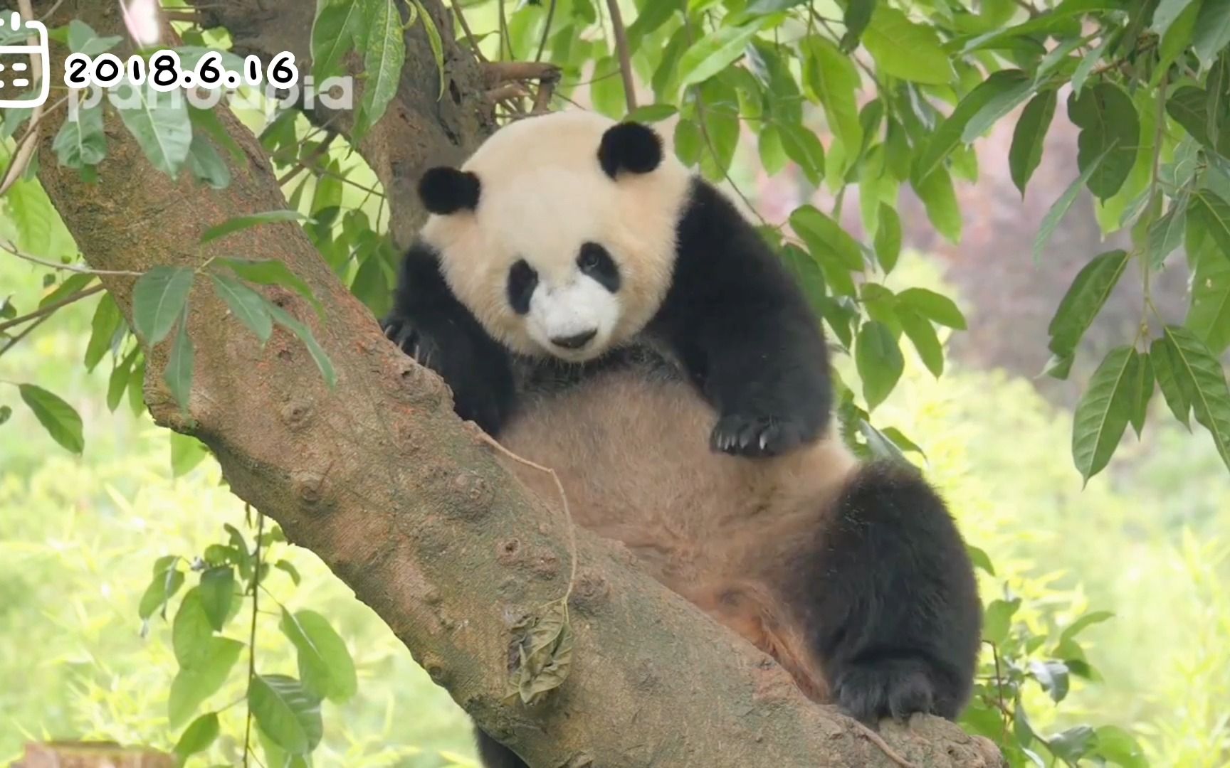 阿宝(宝兰)在树上休息