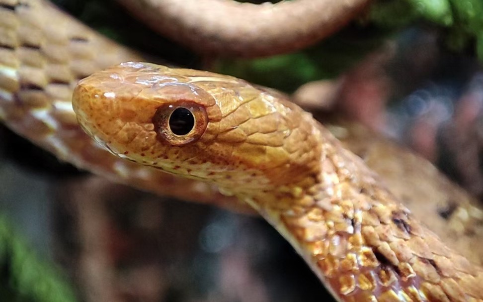 国蛇与宠物蛇不同,如何才能正确饲养?