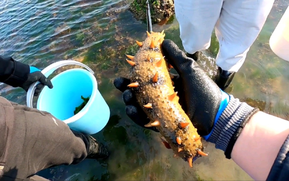 赶海抓到超级大海参,还有很多大海螺,还被一只螃蟹给好顿夹.