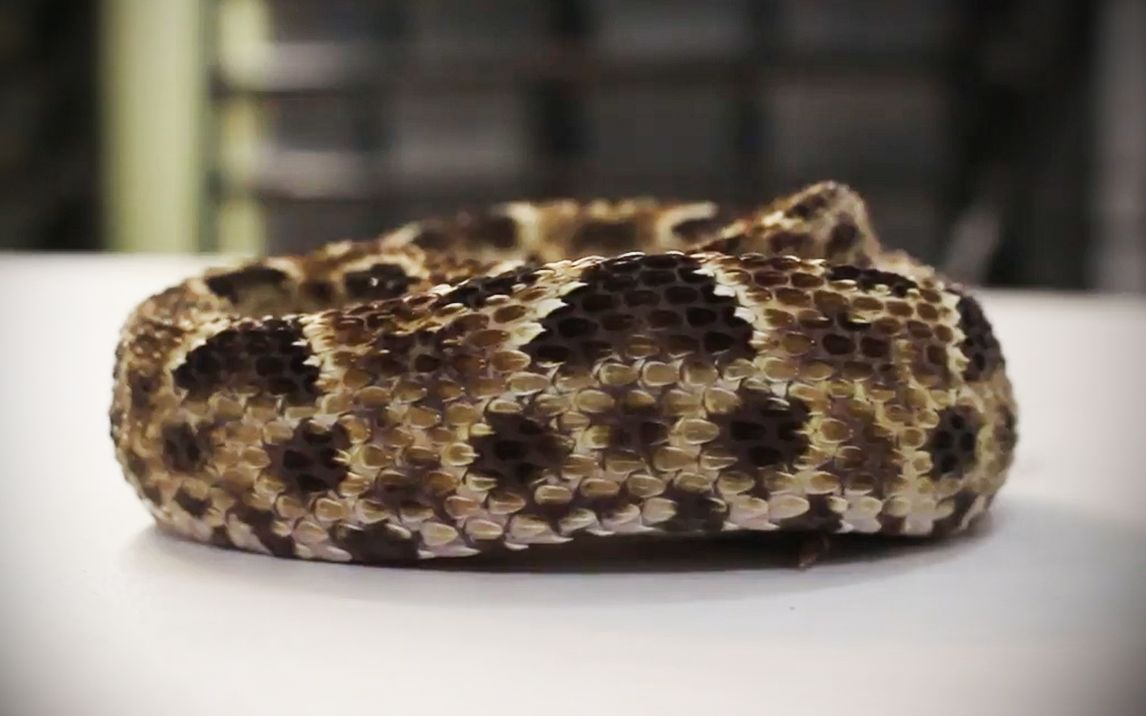 【飞蛇系列p4】迅猛凶悍,一口致命!很幸运我能录完这条秘鲁矛头蝮