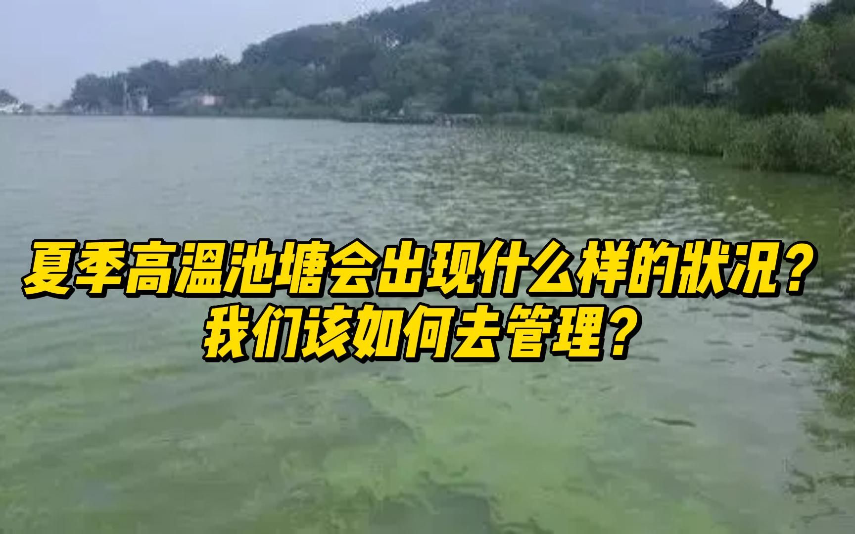 [图]夏季高温池塘会出现什么样的状况？该如何去管理？