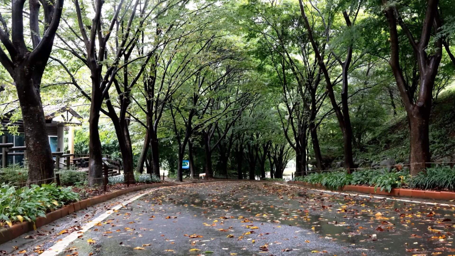 秋天的雨打在落叶上的轻柔的声音,深度睡眠,心灵平静哔哩哔哩bilibili