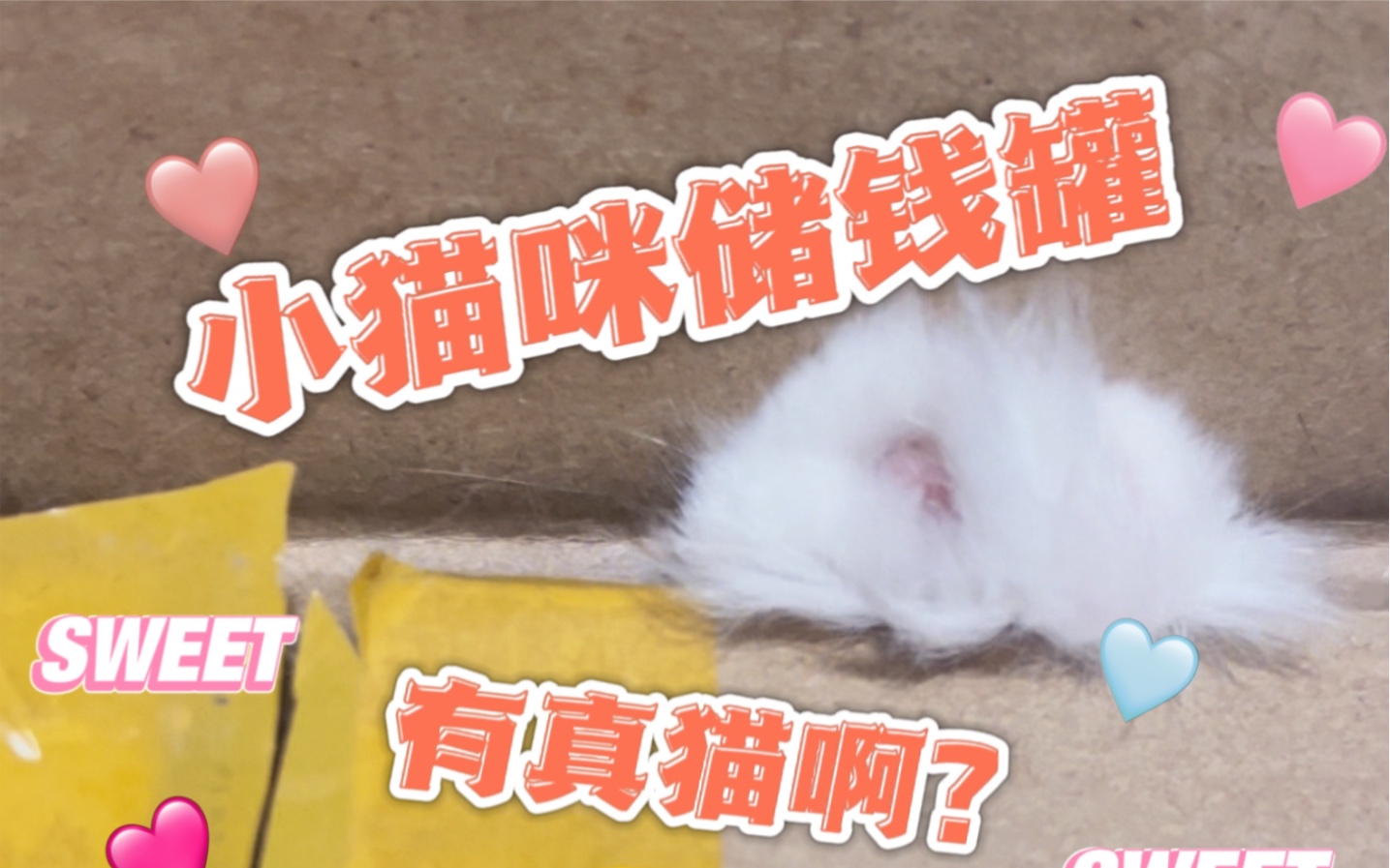 偷钱猫存钱罐里居然真的有猫??哔哩哔哩bilibili